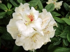 Rhododendron Blte