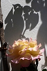 Schatten-Blume