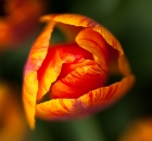 Tulpe von oben
