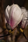 Die Tulpen-Magnolie ...