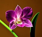 orchideen blte