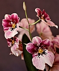 stiefmtterchen-orchidee