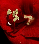 pollen einer amaryllis