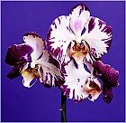 orchideen züchtung