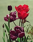 tulpen mix