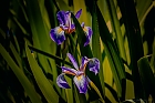 Schwertlilie oder Iris
