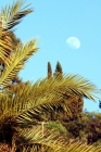 Palmenbltter und Mond