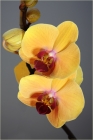 Orchideengelb