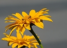 heliopsis-sonnenauge