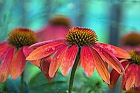 Echinacea ganz bunt bearbeitet