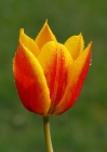 nasse Tulpe