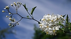 Jasminbltiger Nachtschatten (Solanum laxum)