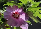 Hibiskus