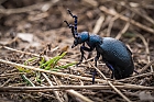großer schwarzer Käfer