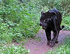 Jaguar oder Panther