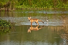 Fuchs im Fluss