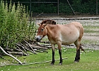 Przewalski Pferd