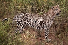 Afrikanischer Leopard  im Tsavo