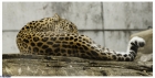 Mein erstes Leoparden-Bild