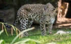 Leopard mit "Beute"