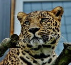Leopard..