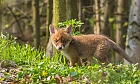 Fuchswelpe im Wald
