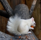 Albino-Eichhrnchen