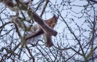 Eichhörnchen feixt