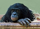 Bonobo