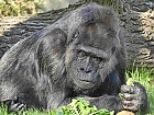 Fatou die lteste Gorilladame im Europischem Zoo, sie ist 60 Jahre alt!