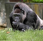 Gorilladame Fatou aus dem Zoo in Berlin