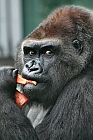 Gorilla Silberrcken