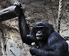 Bonobo Kuno