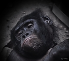 Bonobo Kuno