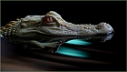 Missisippi Alligator