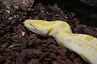 Tigerpython (Albino)