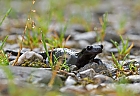 Alpensalamander