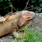 Iguana iguana / Grner Leguan / Costa Rica