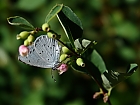 Faulbaum - Bläuling (Celastrina argiolus)