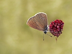 Der am Wiesenknopf wohnt...