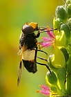 Gemeine Waldschwebfliege