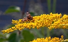 Breitflügelige Raupenfliege (Ectophasia crassipennis) auf Kanadischer Goldrute