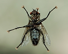 Fliege am Fenster