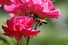 Biene im Rosenland