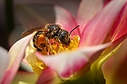Biene in den Dahlien