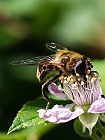 Biene auf Brombeerblte