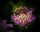 Biene auf einer Blte