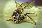Biene nach Fokusstacking