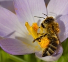 Pollenrausch