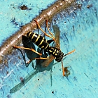 Sächsische Wespe beim Wassertrinken